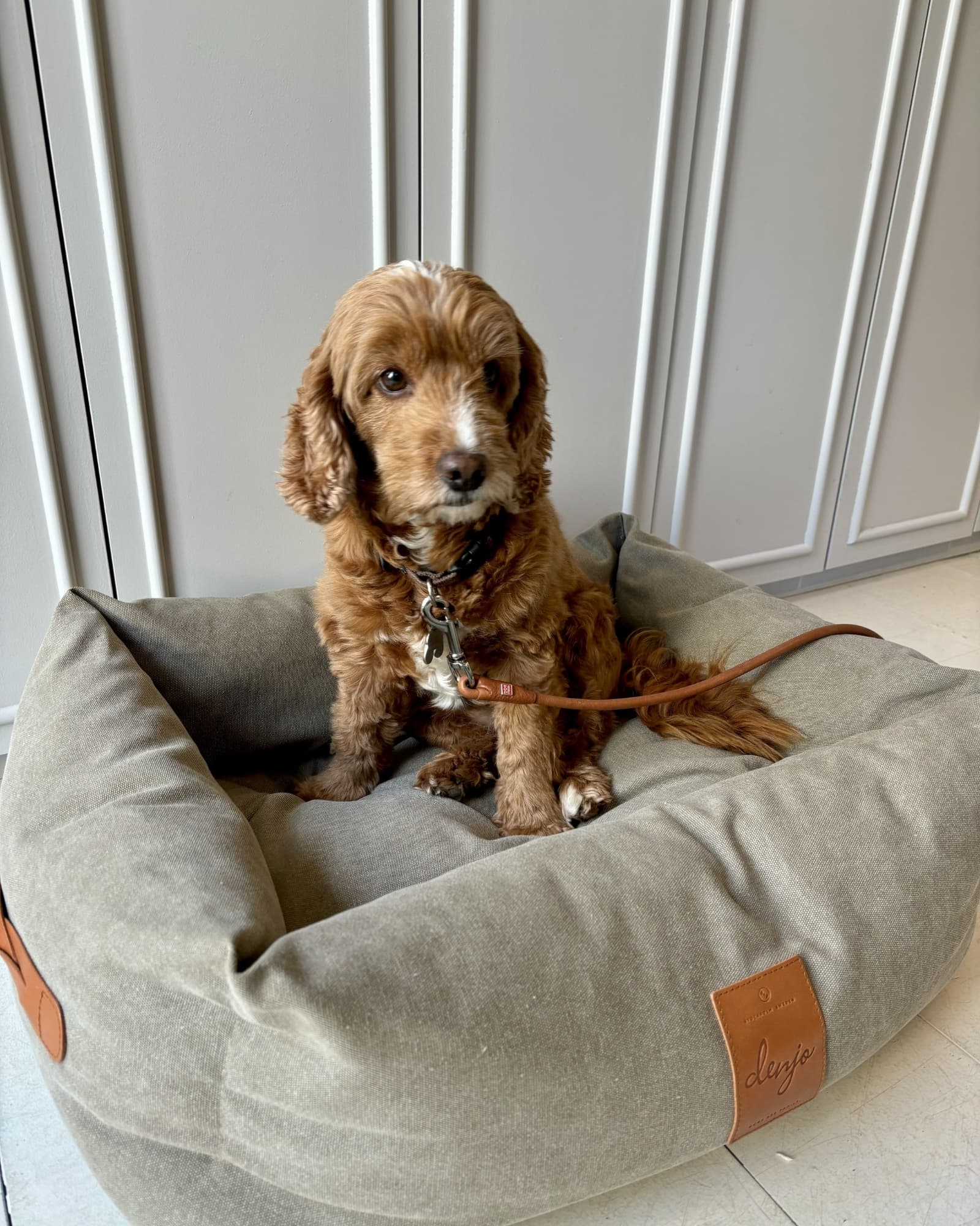 Hund og eier hjemme, fra Bark Avenue